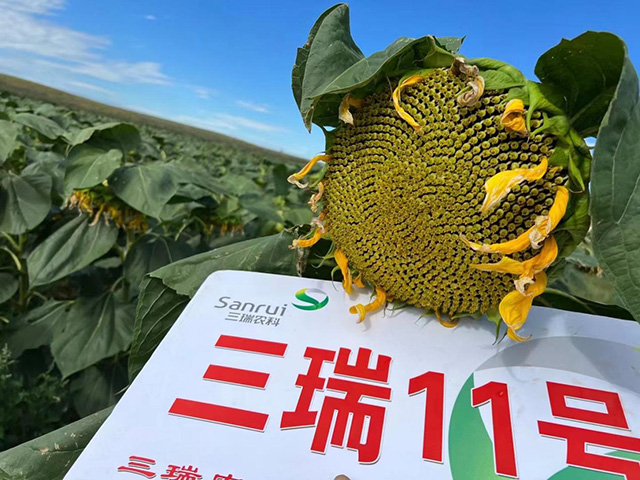 收益好不好 还得看品种(系列二) —— 食葵新品种三瑞11号-企业官网