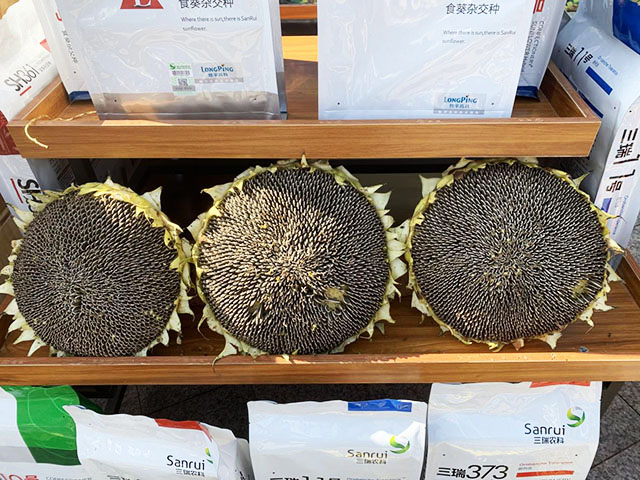 迎丰收佳节 诉丰收喜悦——三瑞农科食葵品种在2022年"中国农民丰收节